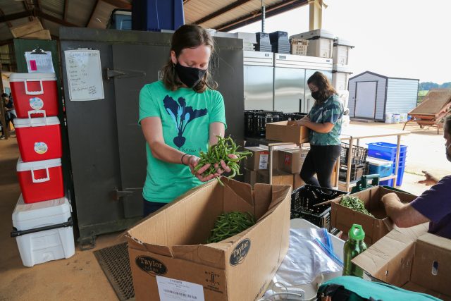 Campus Kitchen volunteers organize donated food at UGArden